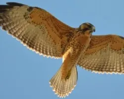 Buteo polyosoma