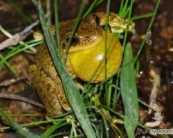 Hypsiboas cordobae