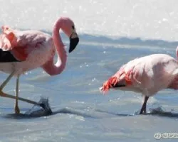 Phoenicoparrus andinus y Phoenicoparrus jamesi