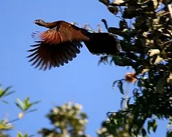Ortalis cinereiceps