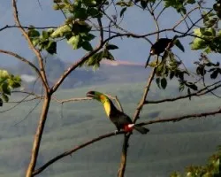 Ramphastos sulfuratus