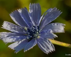 Cichorium intybus