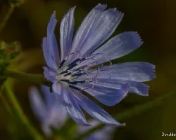 Cichorium intybus