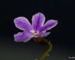 Duranta repens