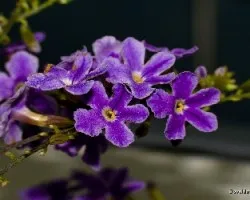 Duranta repens