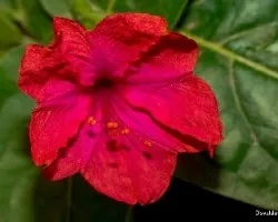 Mirabilis jalapa