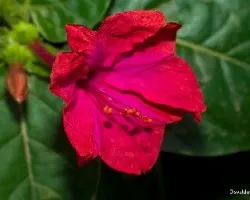 Mirabilis jalapa