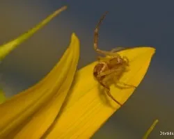 Araña en girasol