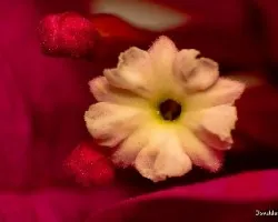 Bougainvillea glabra