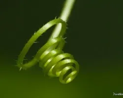 Cucumis metuliferus