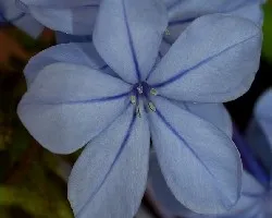 Plumbago auriculata = Plumbago capensis