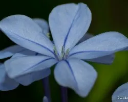 Plumbago auriculata = Plumbago capensis