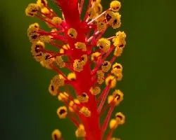 Hibiscus sp