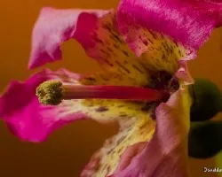 Chorisia speciosa = Ceiba speciosa 