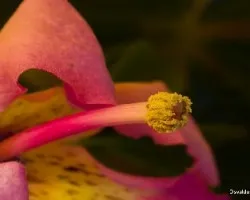 Chorisia speciosa = Ceiba speciosa 