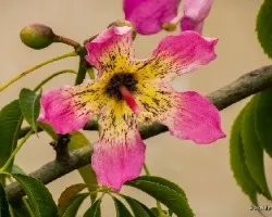 Chorisia speciosa = Ceiba speciosa