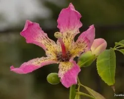 Chorisia speciosa = Ceiba speciosa