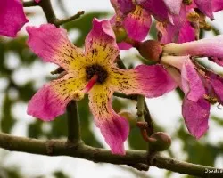 Chorisia speciosa = Ceiba speciosa