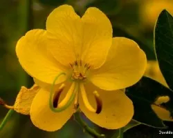 Senna corymbosa