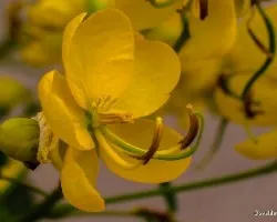 Senna corymbosa