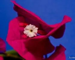 Bougainvillea glabra