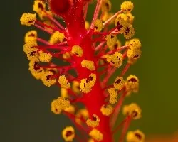 Hibiscus sp