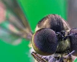 Mosca depredadora