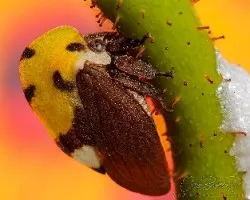 Membracidae