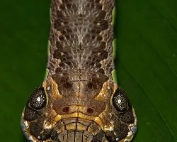 Oruga Serpiente