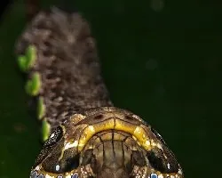 Oruga Serpiente