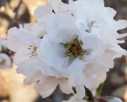 Prunus dulcis