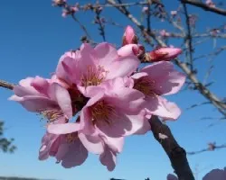Prunus dulcis