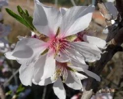 Prunus dulcis
