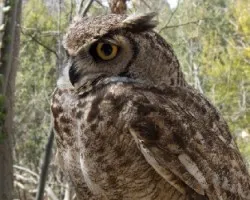 Bubo bubo