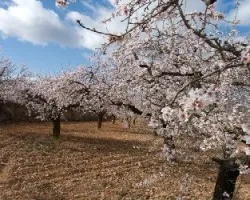 almendros en flor