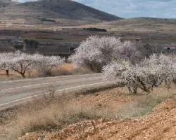 almendros en flor