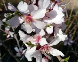 prunus dulcis