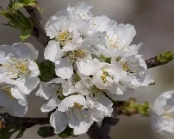 prunus cerasus