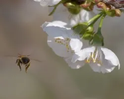 prunus cerasus