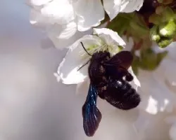 xylocopa violacea