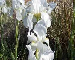iris florentina