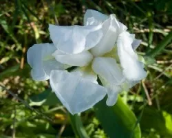 iris florentina