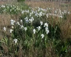 iris florentina