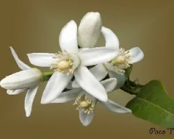Citrtus aurantium