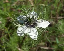 Nigella damascena