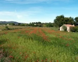 Trigal con amapolas