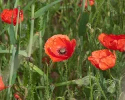Papaver rhoeas