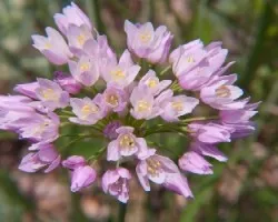 Allium roseum