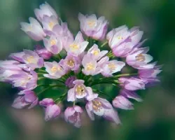 Allium roseum