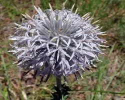 Echinops-ritro